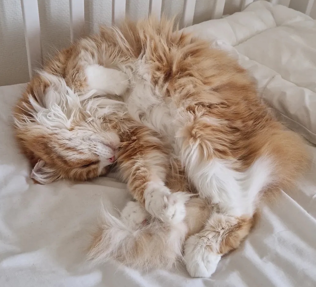 Sibirisk katt Gryphon